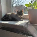 Like A House - Lovely Maisonette With Cats