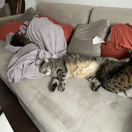 Like A House - Lovely Maisonette With Cats * 不莱梅