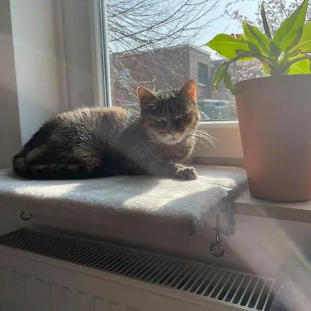 Like A House - Lovely Maisonette With Cats