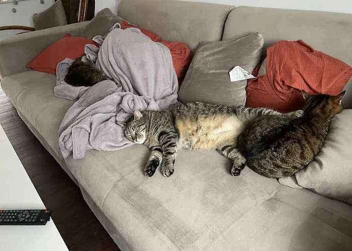 Like A House - Lovely Maisonette With Cats * ブレーメン