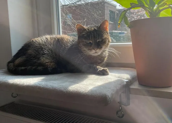 Like A House - Lovely Maisonette With Cats